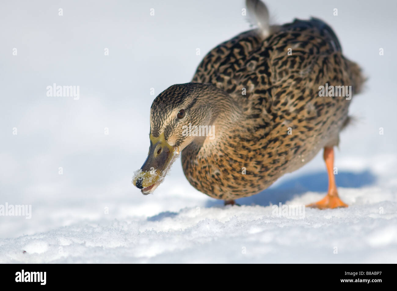Close-up of a adult female Mallard duck with snow around its beak and walking on snow. Stock Photo