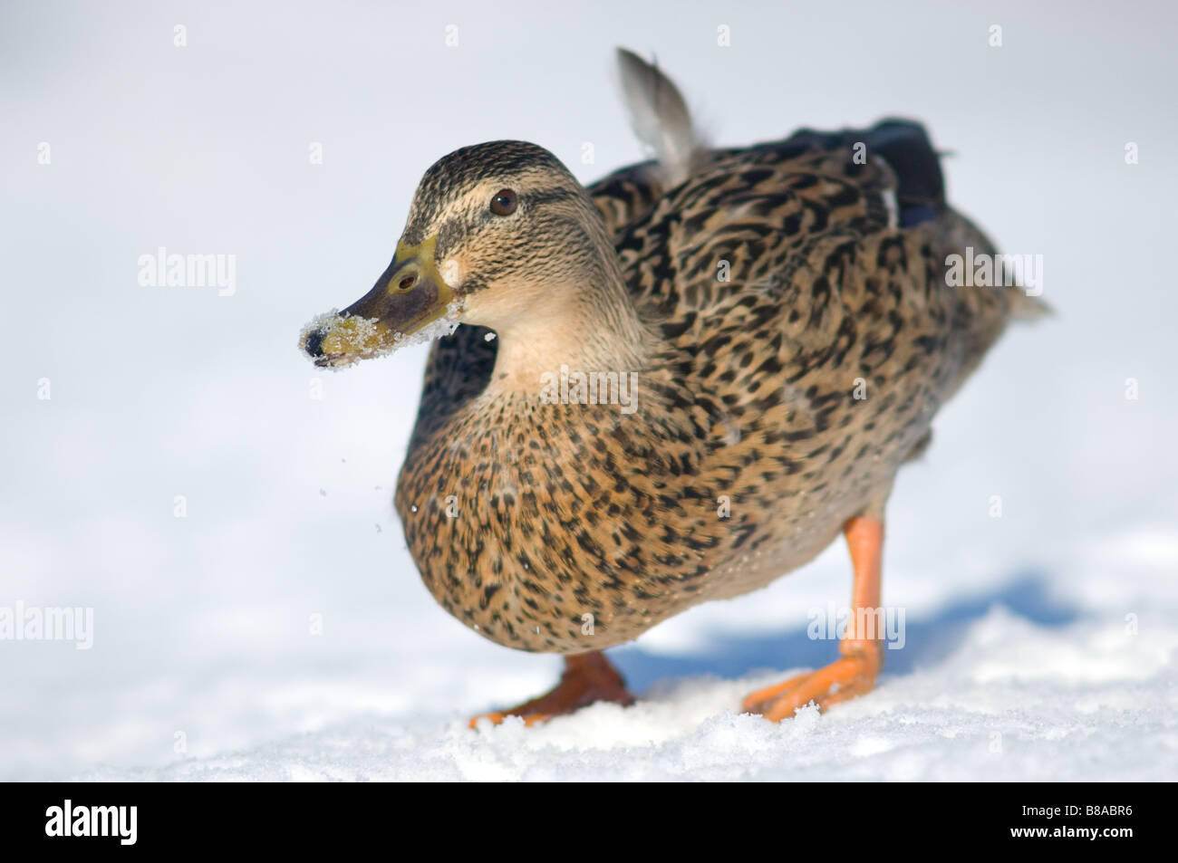 Close-up of a adult female Mallard duck with snow around its beak and walking on snow. Stock Photo