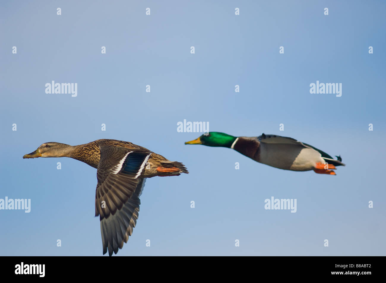 Male and female adult Mallard flying. Stock Photo