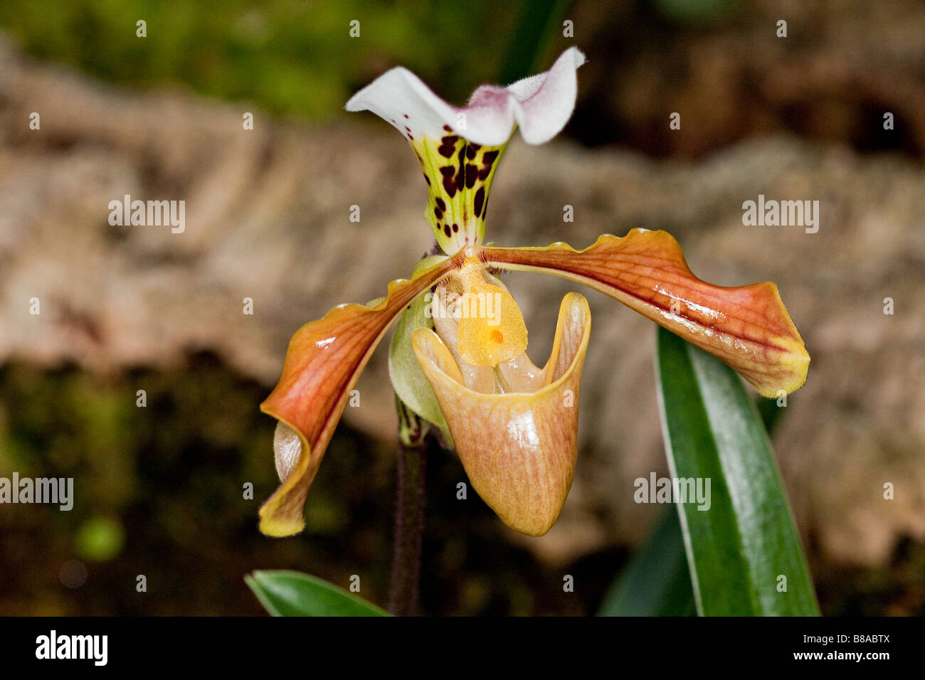 A picture of an orchid Stock Photo