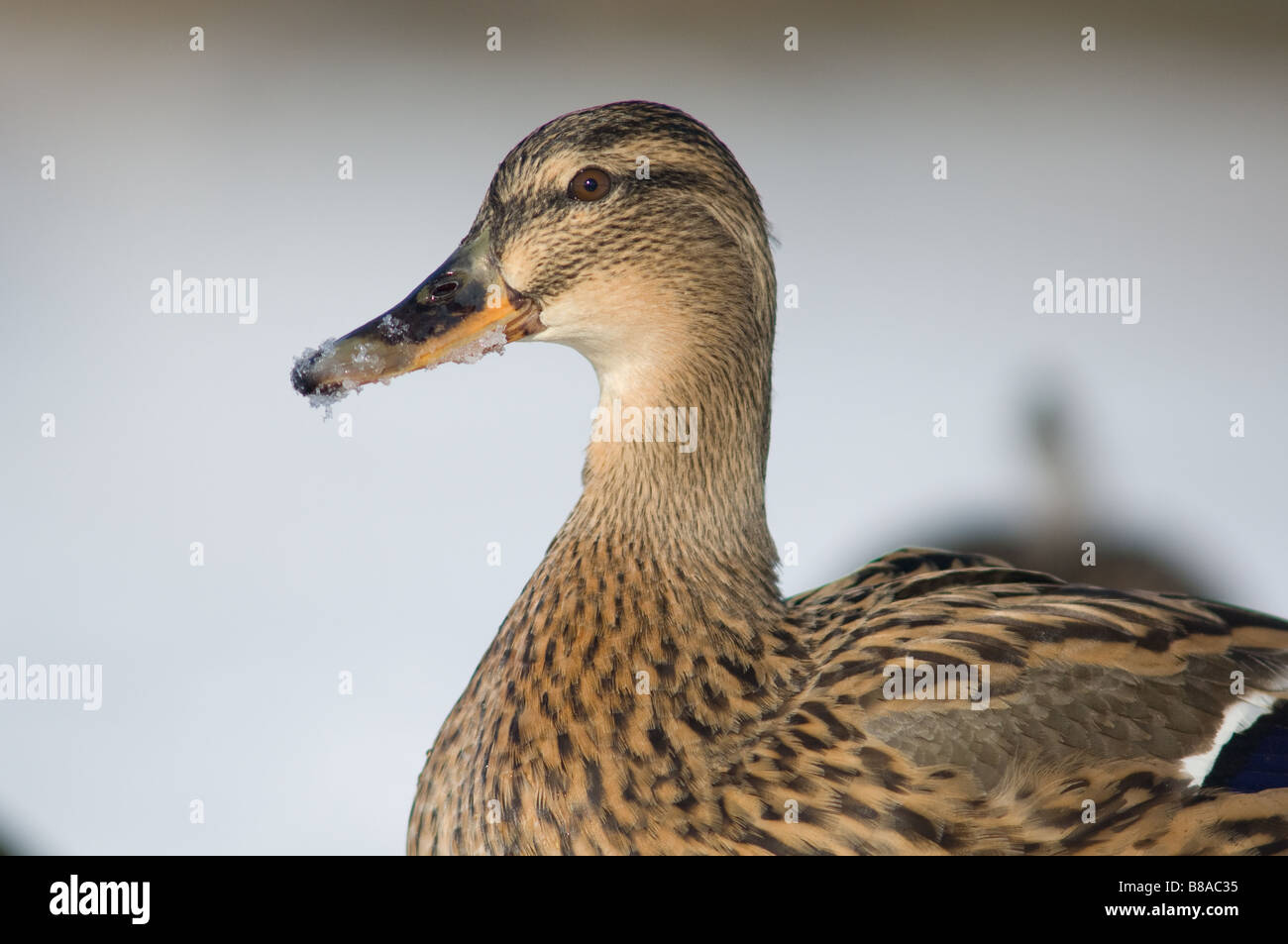 Close-up of a adult female Mallard duck with snow around its beak. Stock Photo