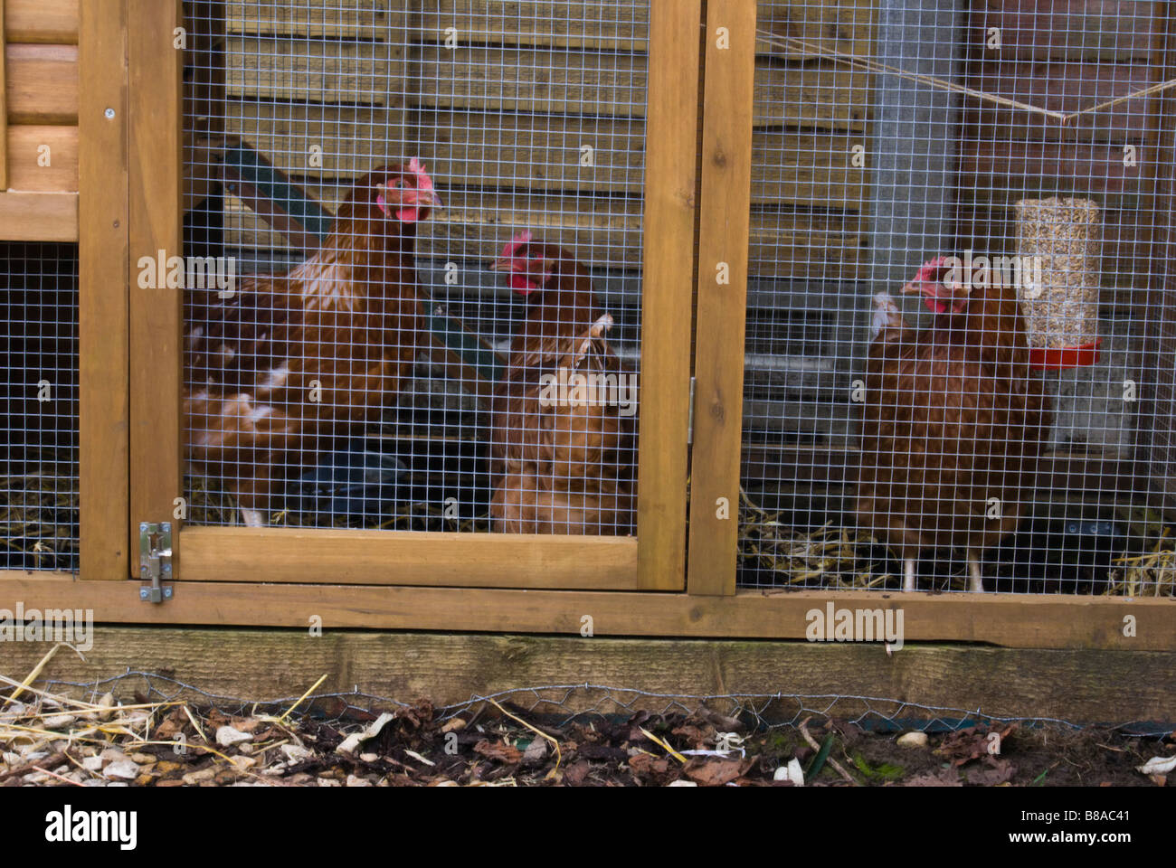 Three lohmann brown chickens in hires stock photography and images Alamy