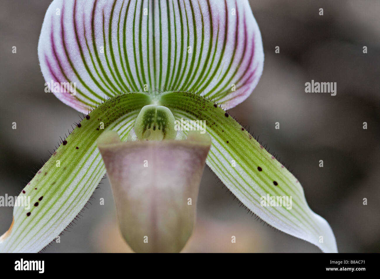 A close up of an orchid Stock Photo