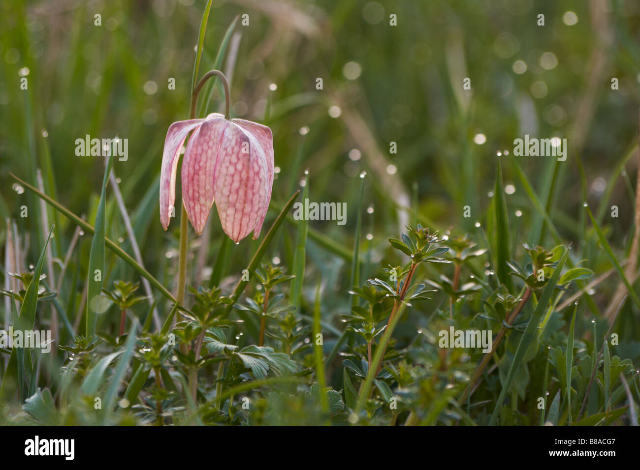 Fritillaria meleagris Snake's Head Fritillary, Checkered Daffodil, Frog-cup, Guinea-hen Flower, Leper Lily, Snake's Head Stock Photo