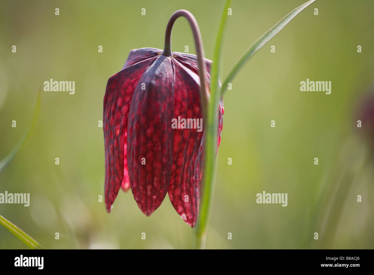 Fritillaria meleagris Snake's Head Fritillary Stock Photo