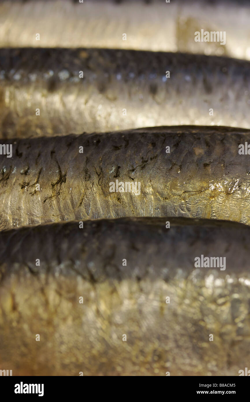 Mackerel scales hires stock photography and images Alamy