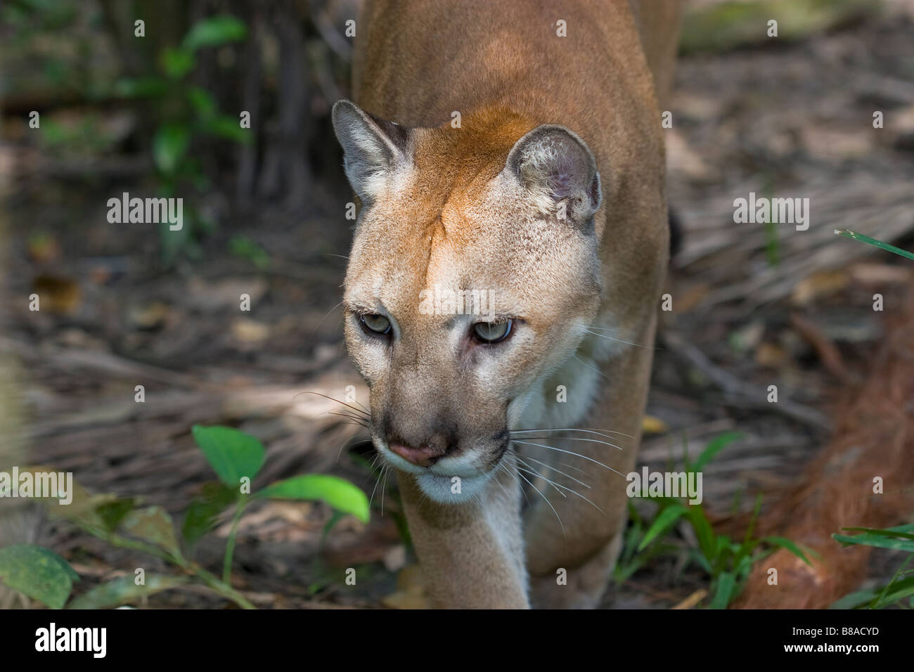 PUMA or COUGAR (Felis concolor) walking along rainforest trail. Belize (captive). Stock Photo