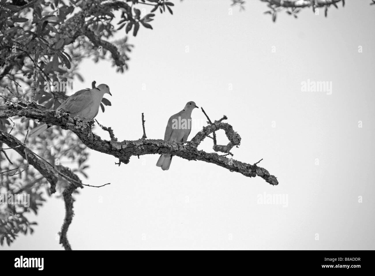 2 doves sitting on a Oak tree limb black and white Stock Photo