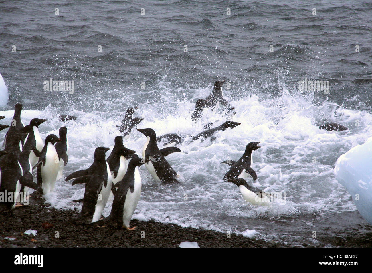 Adelie penguins jumping into the ocean Pygoscelis adeliae Brown Bluff ...