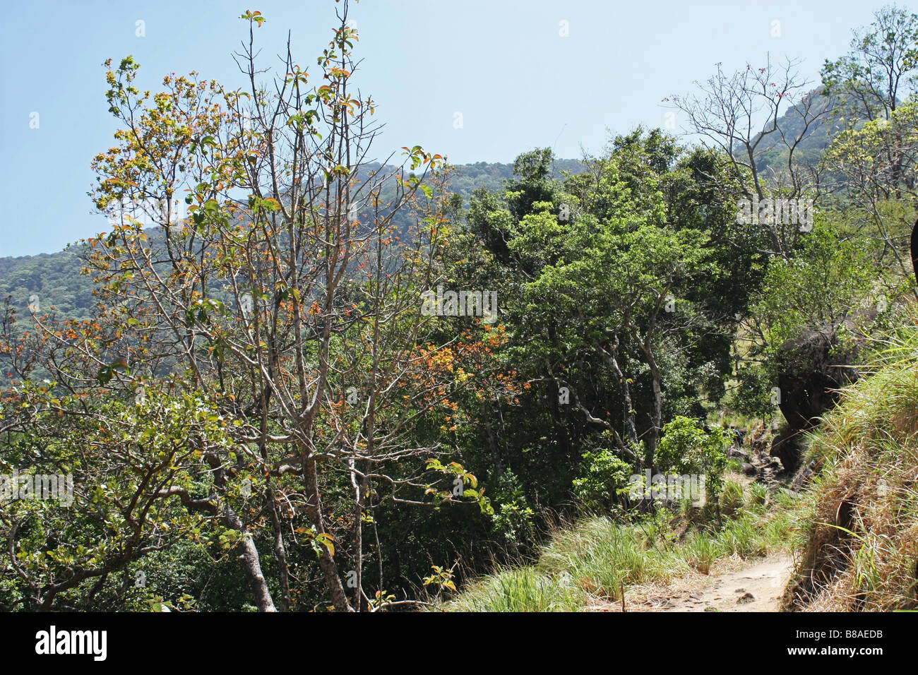 Trees and Greenery along the Trekking path Stock Photo