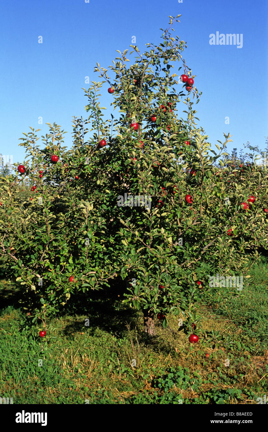 Apples Orchard Monteregie Quebec Stock Photo