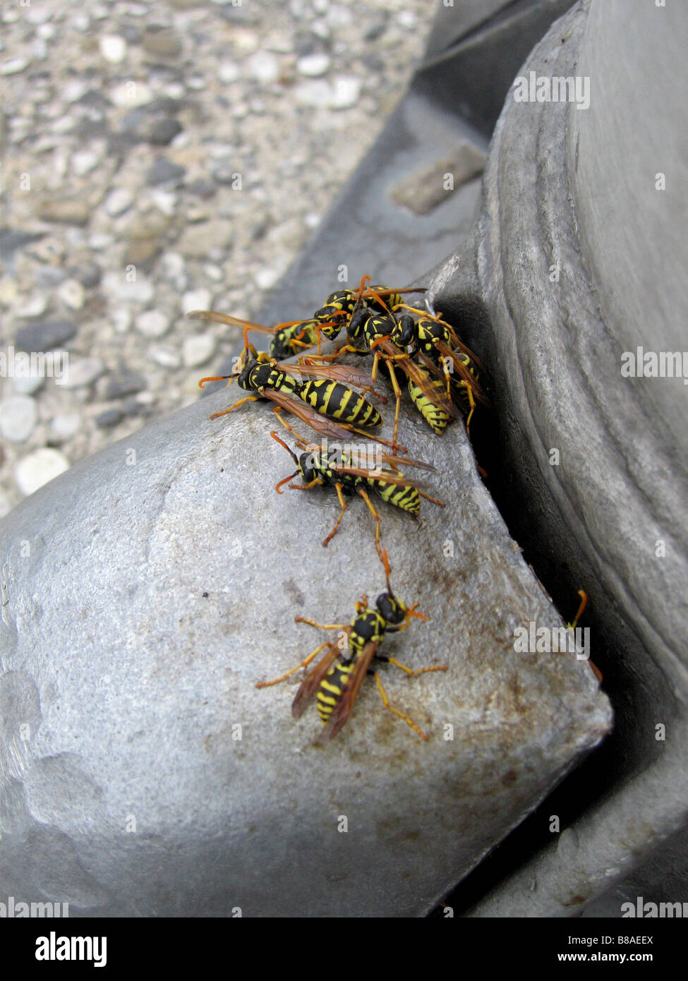 Wasp Swarming Around Tall Structures