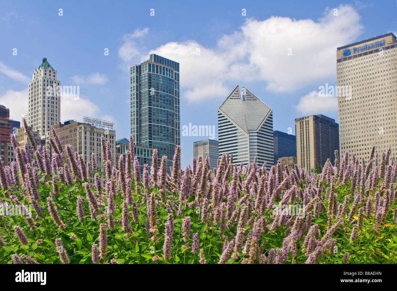 Chicago skyline behind beautiful flowers in Millennium Park Chicago