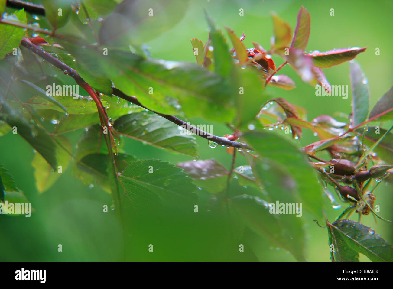 Raindrops on summer rose leaves Stock Photo