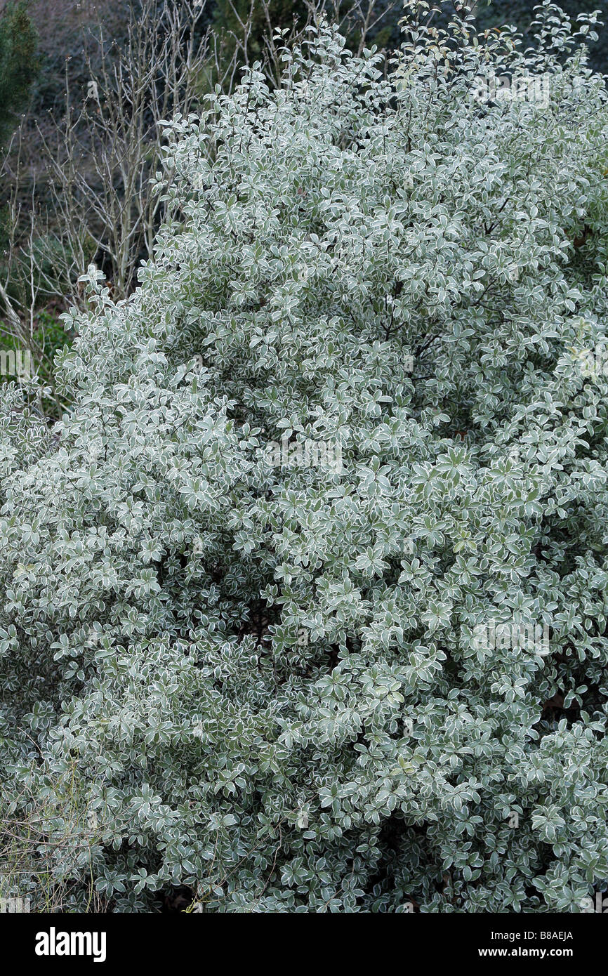 PITTOSPORUM TENUIFOLIUM MARJORY CHANNON AT RHS WISLEY GARDEN UK Stock Photo