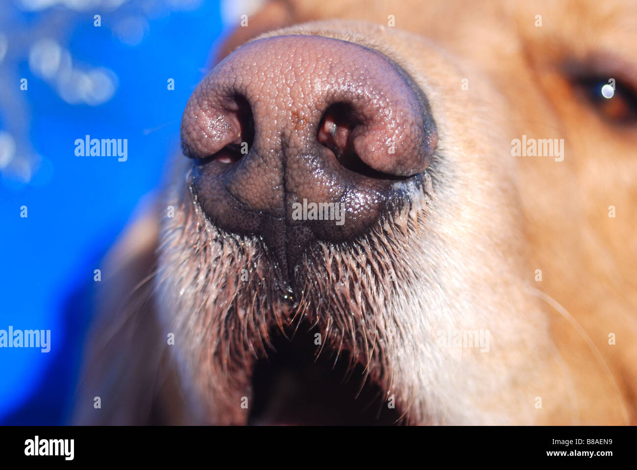 Close up of a nose of a Golden Retriever Stock Photo