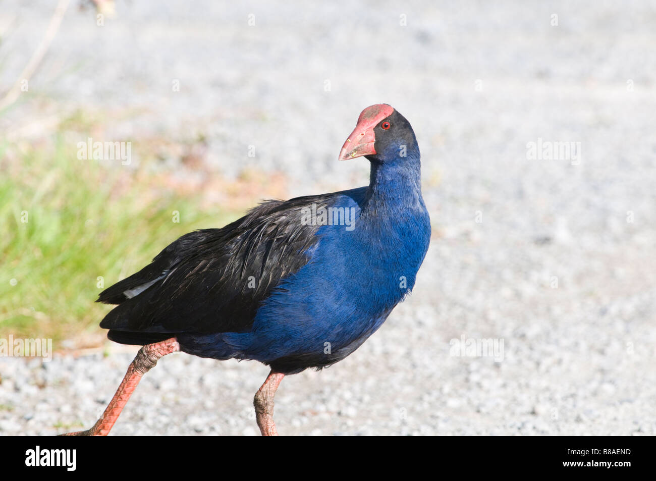 Pukeko turning head to look Stock Photo