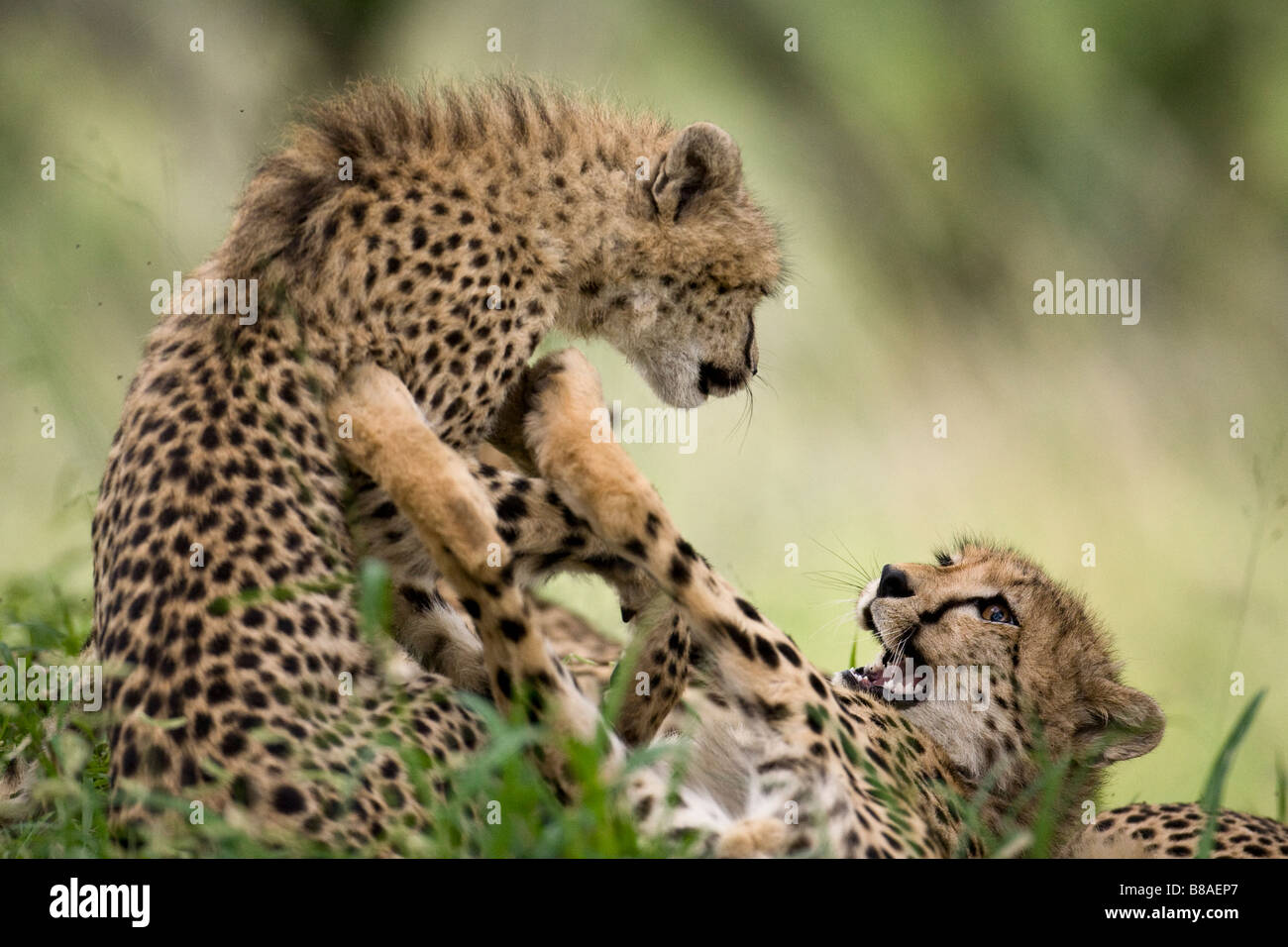 Two Cheetah sub-adults playfully spar with each other Stock Photo