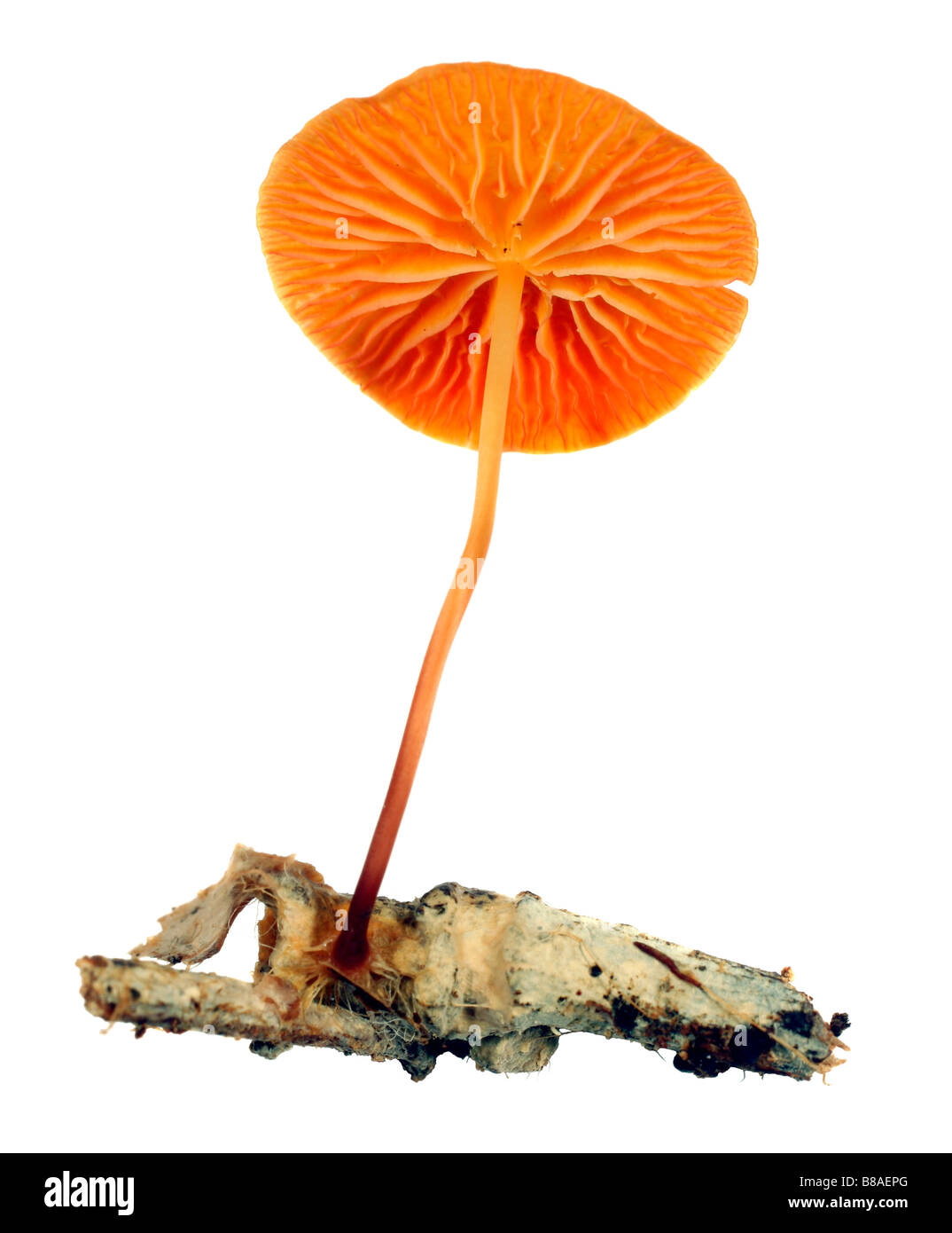 Orange mushroom from the Amazon Stock Photo Alamy