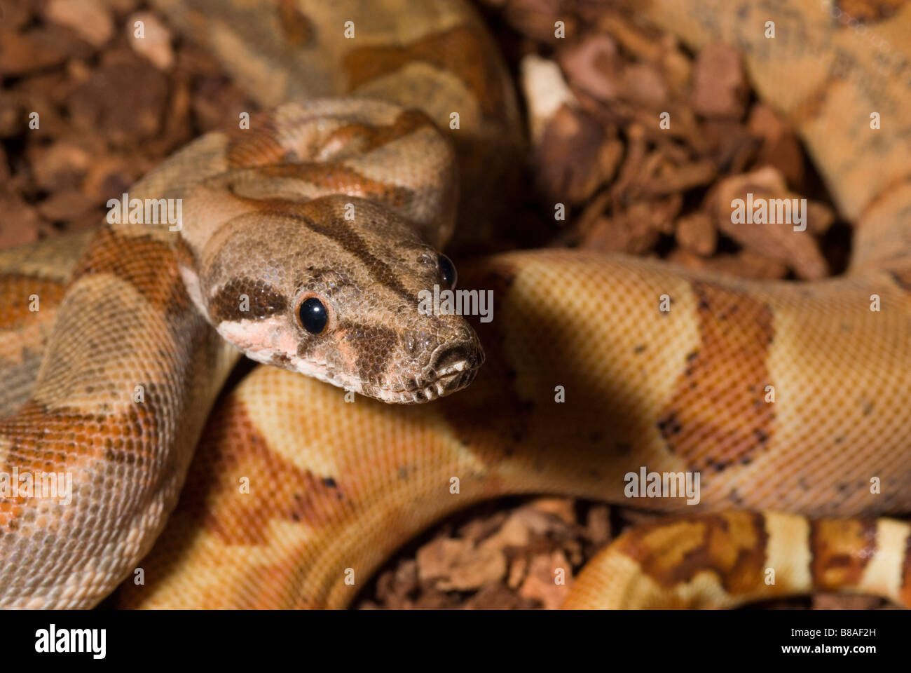 Roberto Nistri Horizontal Snakes Snake Reptile Reptiles High Resolution ...