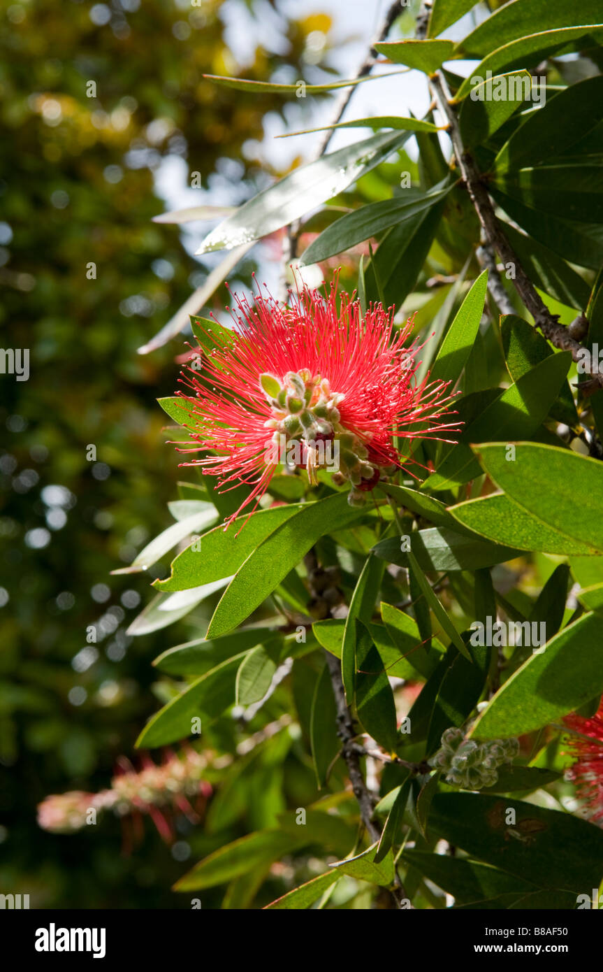 Blossom of the Pohutukawa or New Zealand Christmas Tree - Metrosideros excelsa Stock Photo