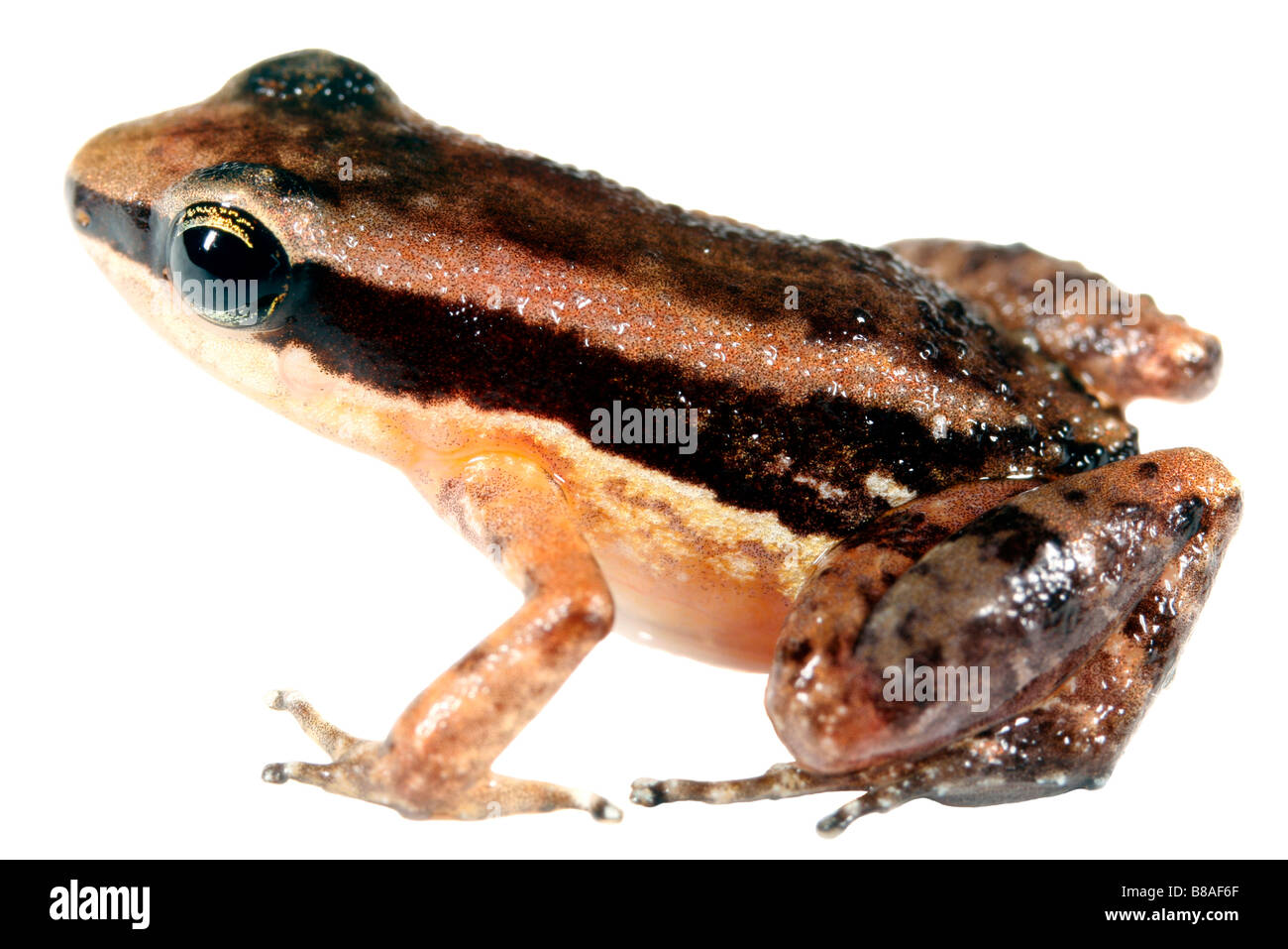 Rocket Frog (Allobates insperatus) Stock Photo