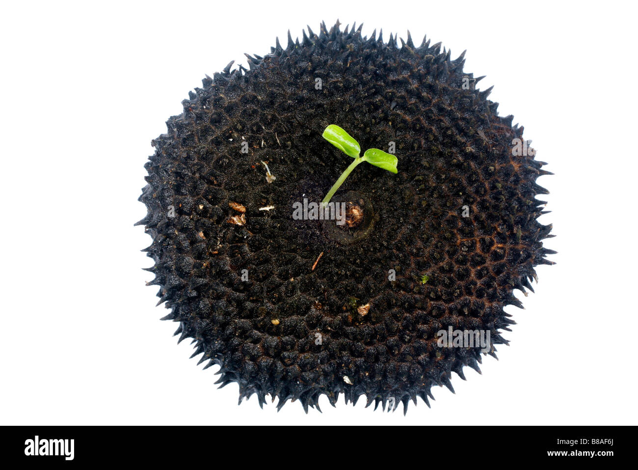 seed pod of Amazonian tree Apeiba aspera with germinating seedling Stock Photo