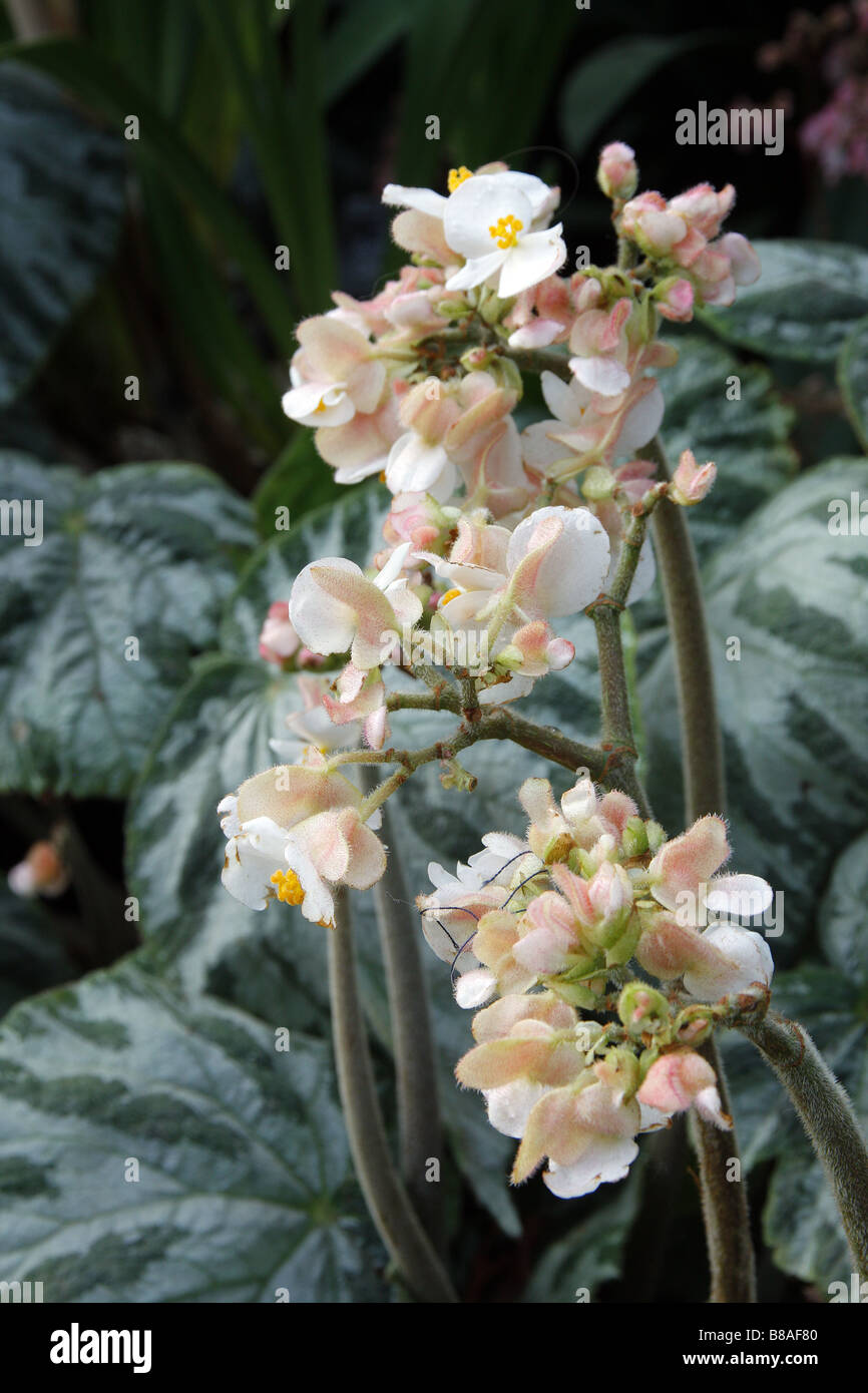 BEGONIA FUSCA X IMPERIALIS Stock Photo