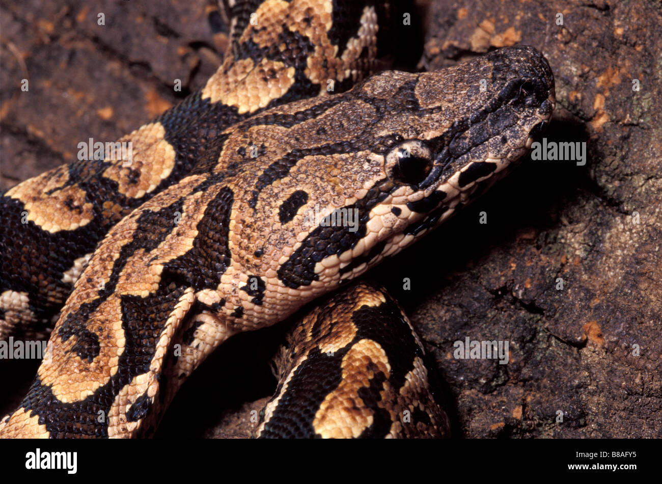 Dumerils Ground Boa Acrantophis Dumerili, Madagascar, Boidae Stock ...