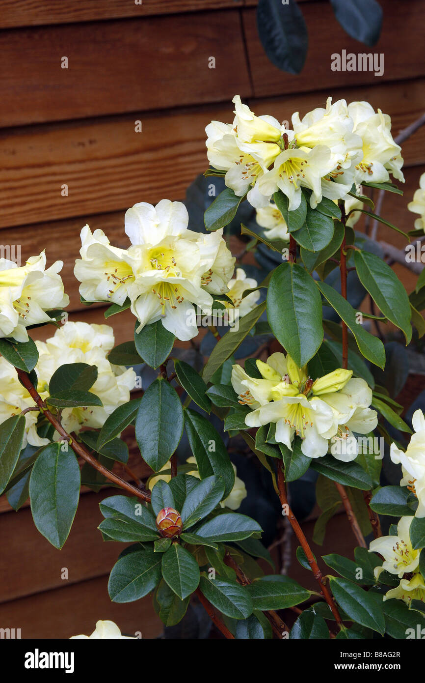 RHODODENDRON CHRYSOMANICUM Stock Photo