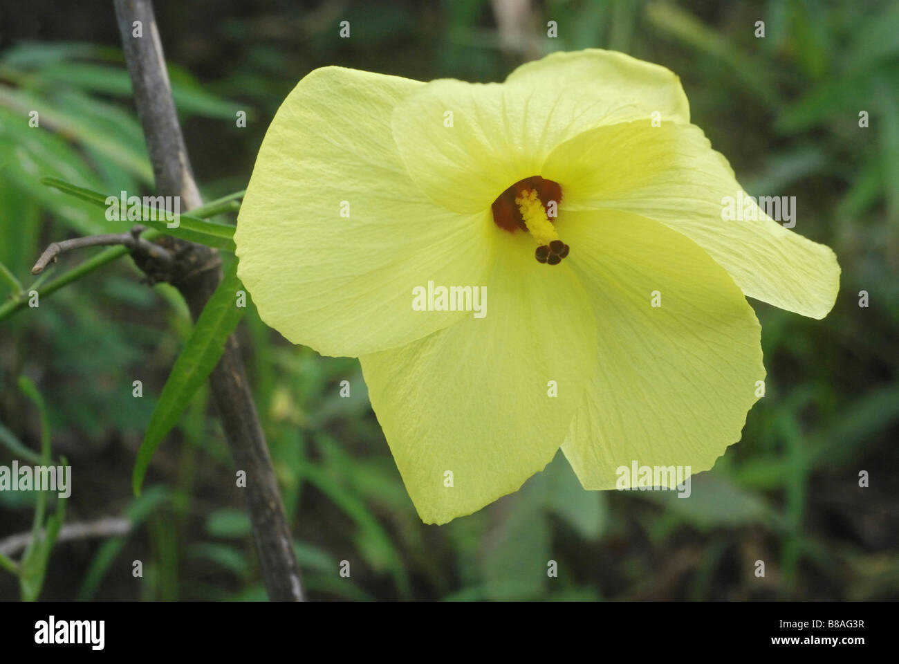 The flower of Abutilon sp. , a wild relative of Lady’s finger or Okra. Stock Photo
