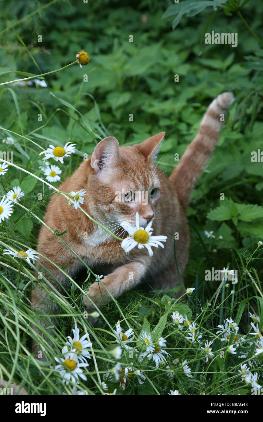 Red cat in a garden. Stock Photo