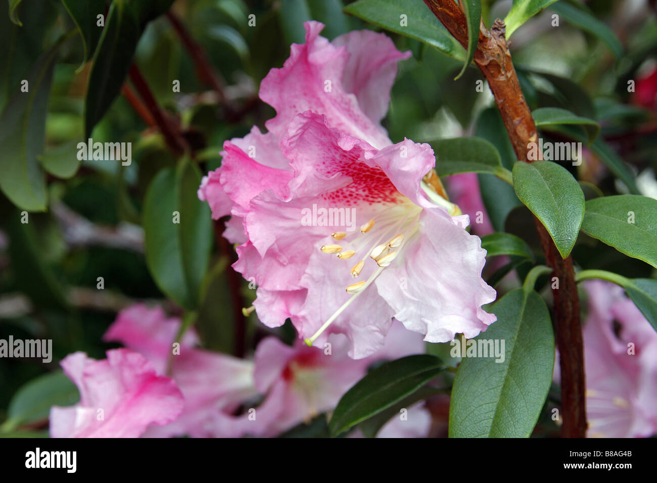 RHODODENDRON JABERWOCKY AT RHS WISLEY GARDEN UK Stock Photo