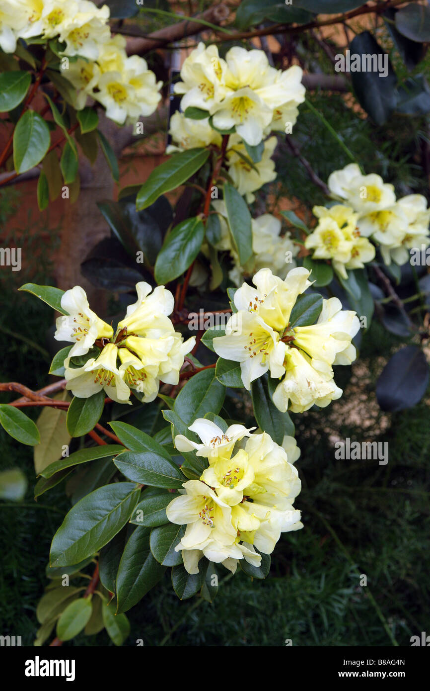 RHODODENDRON CHRYSOMANICUM Stock Photo