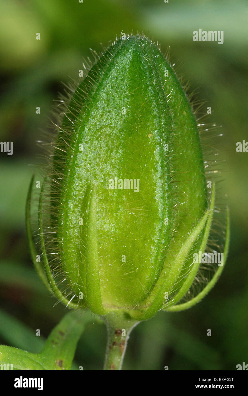 The fruit of Abutilon sp. , a wild relative of Lady’s finger or Okra. Stock Photo