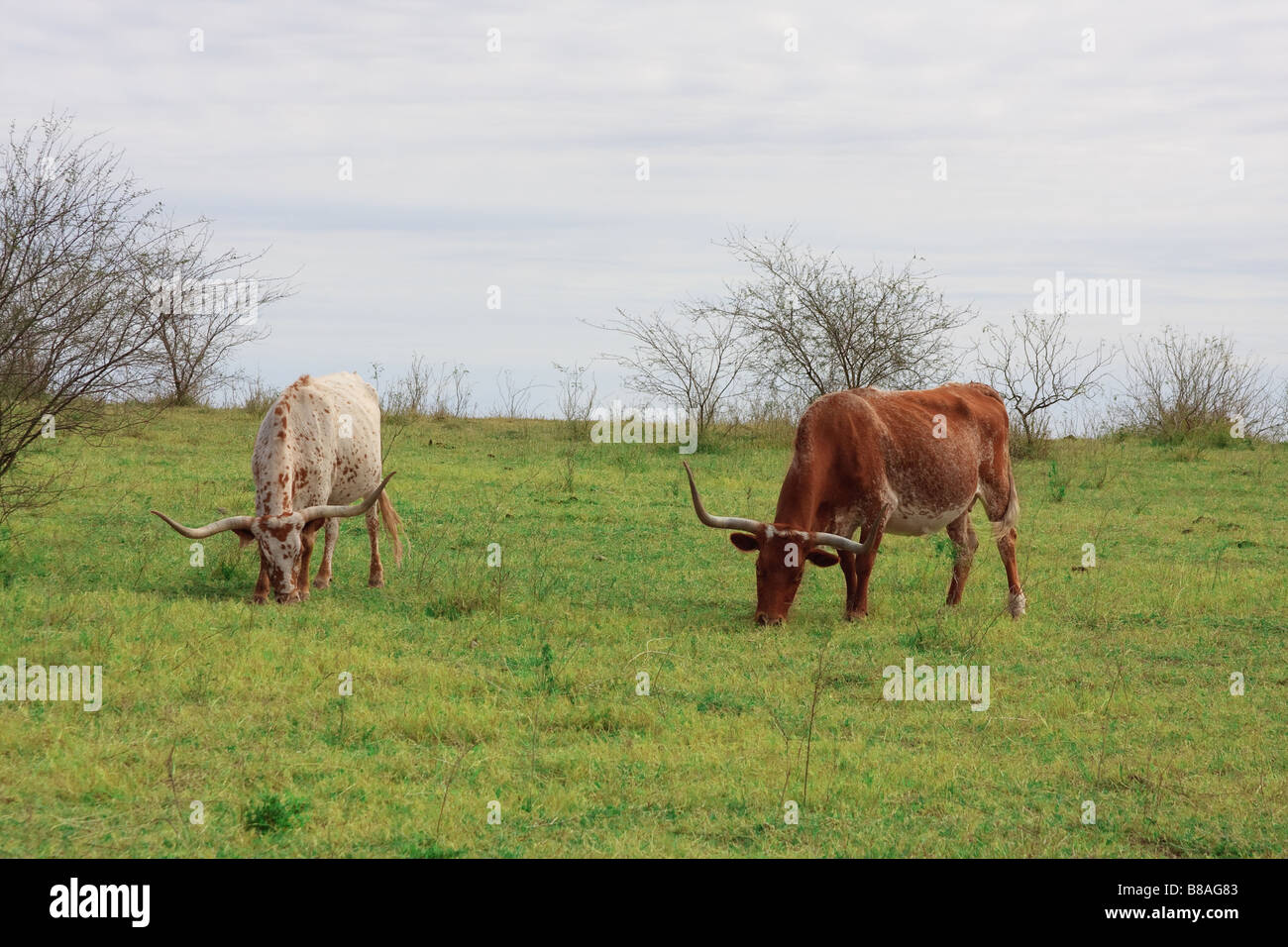 Two Texas Longhorns grazing in a field. Stock Photo