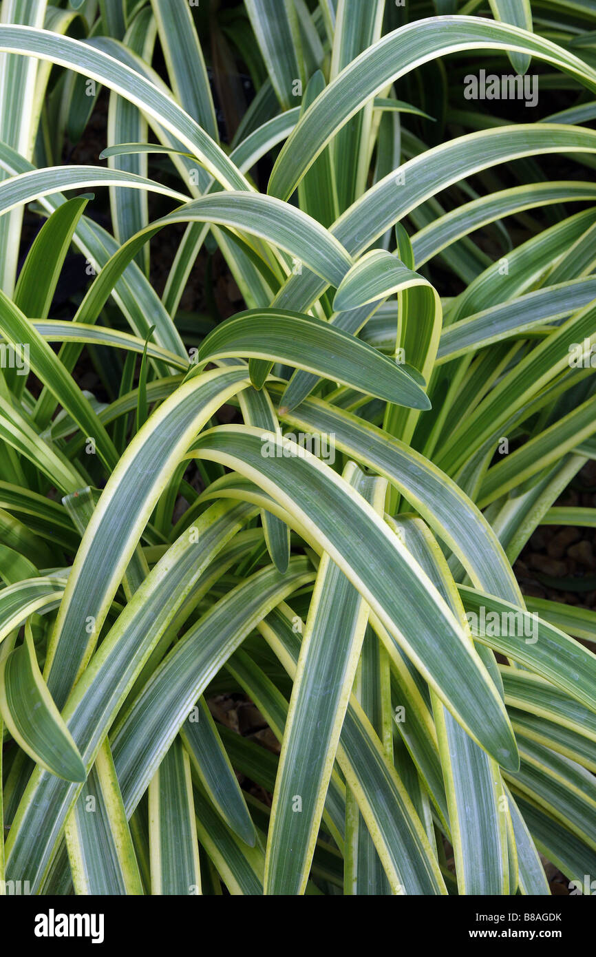 AGAPANTHUS GOLDEN VARIEGATED Stock Photo