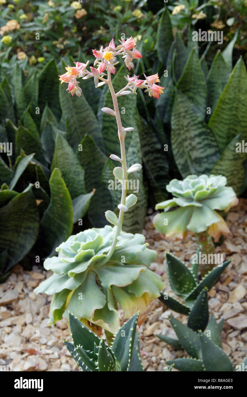 ECHEVARIA BLONDIE AT RHS WISLEY GARDEN UK Stock Photo