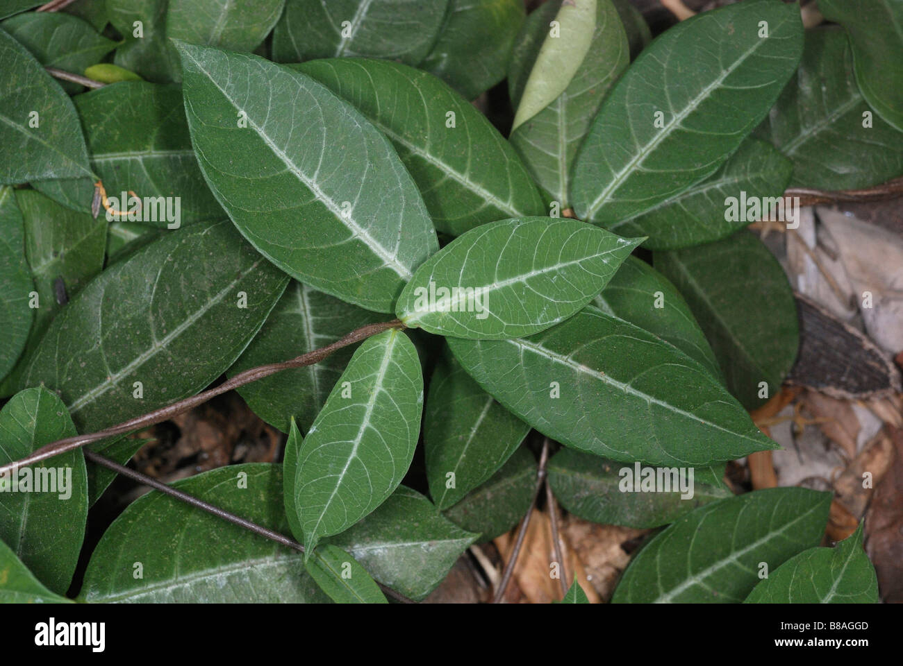 Leaves of Hemidesmus indicus. The roots of this plant are used in Ayurvedic formulations for skin and stomach complaints. Stock Photo