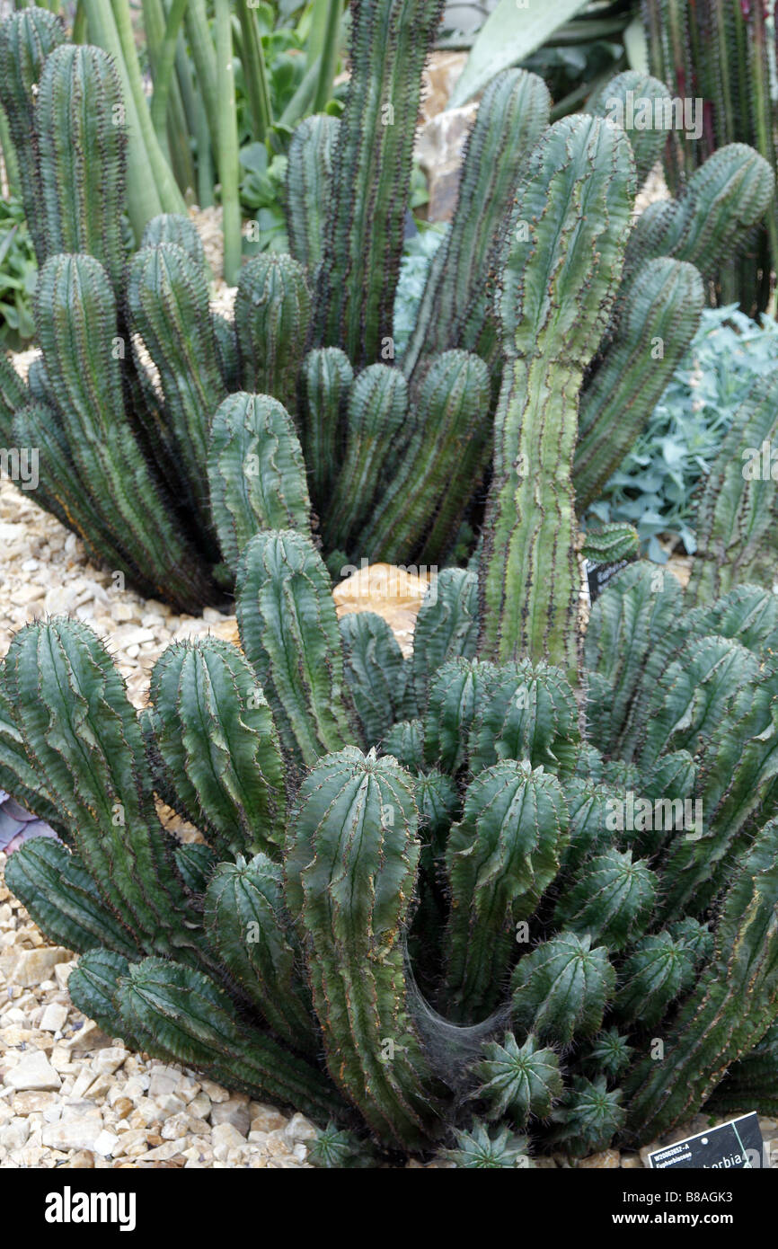 EUPHORBIA HORRIDA Stock Photo