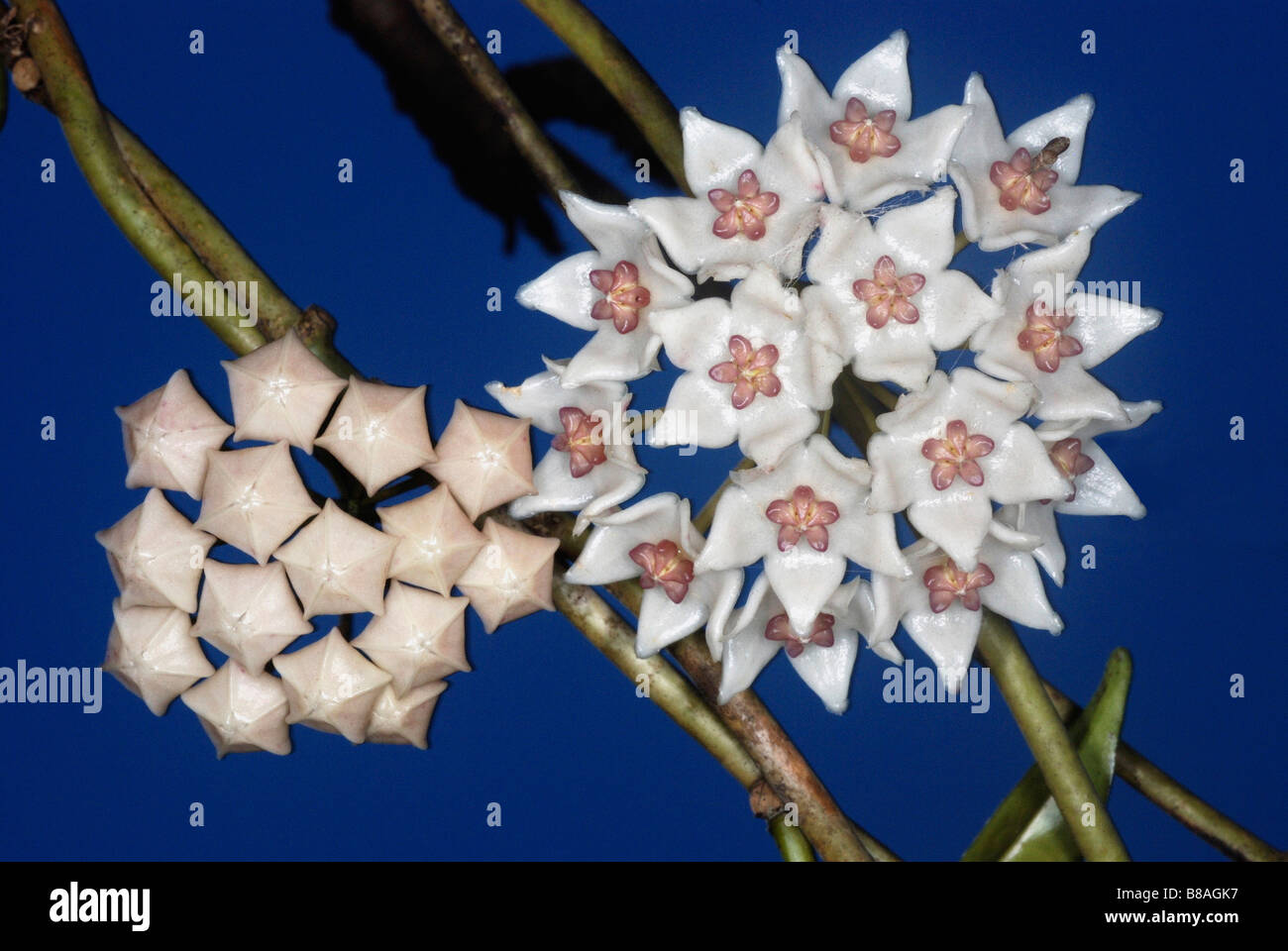 Flowers of an epiphytic climber from the Western Ghats called Hoya wightiana. Stock Photo