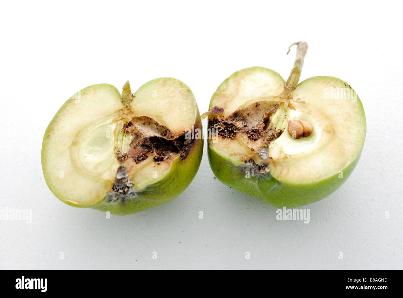 Codling moth damage shown in cross section of an affected apple Stock Photo