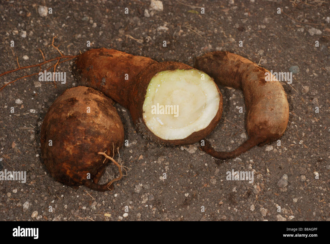 The tuberous root of Ipomoea mauritiana, the giant potato called vidari kand in Maharashtra. Stock Photo