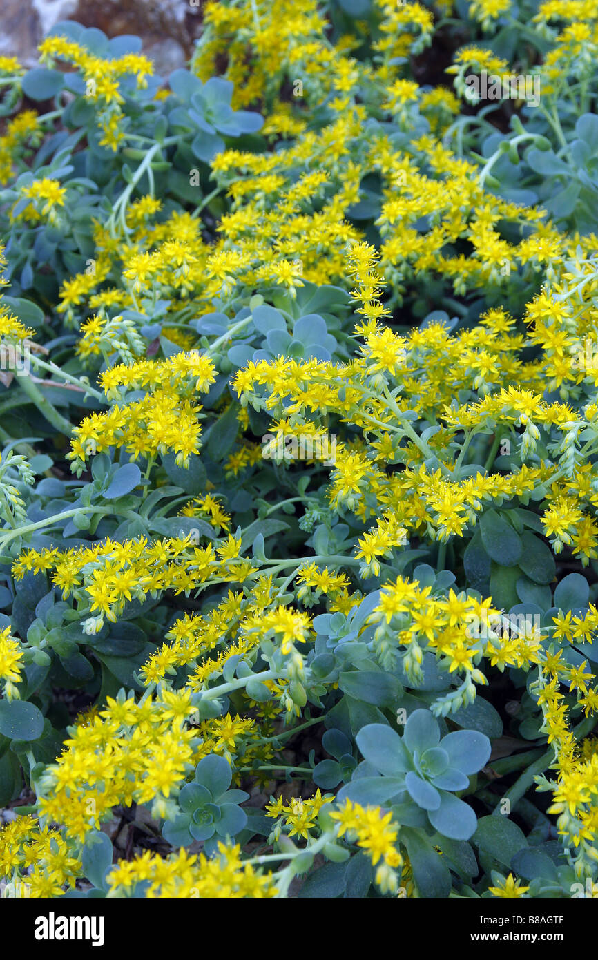 SEDUM PALMERI Stock Photo