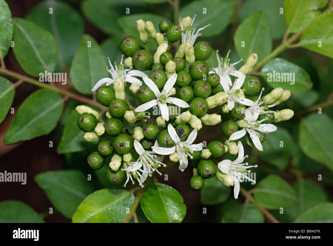 Flowers of Murraya koenigii, the curry leaf tree. The leaves of this