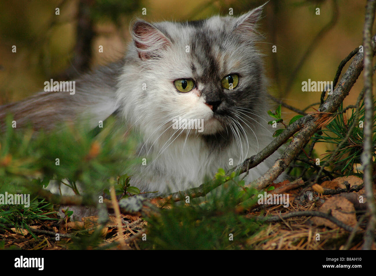 Cat in a forest. Stock Photo