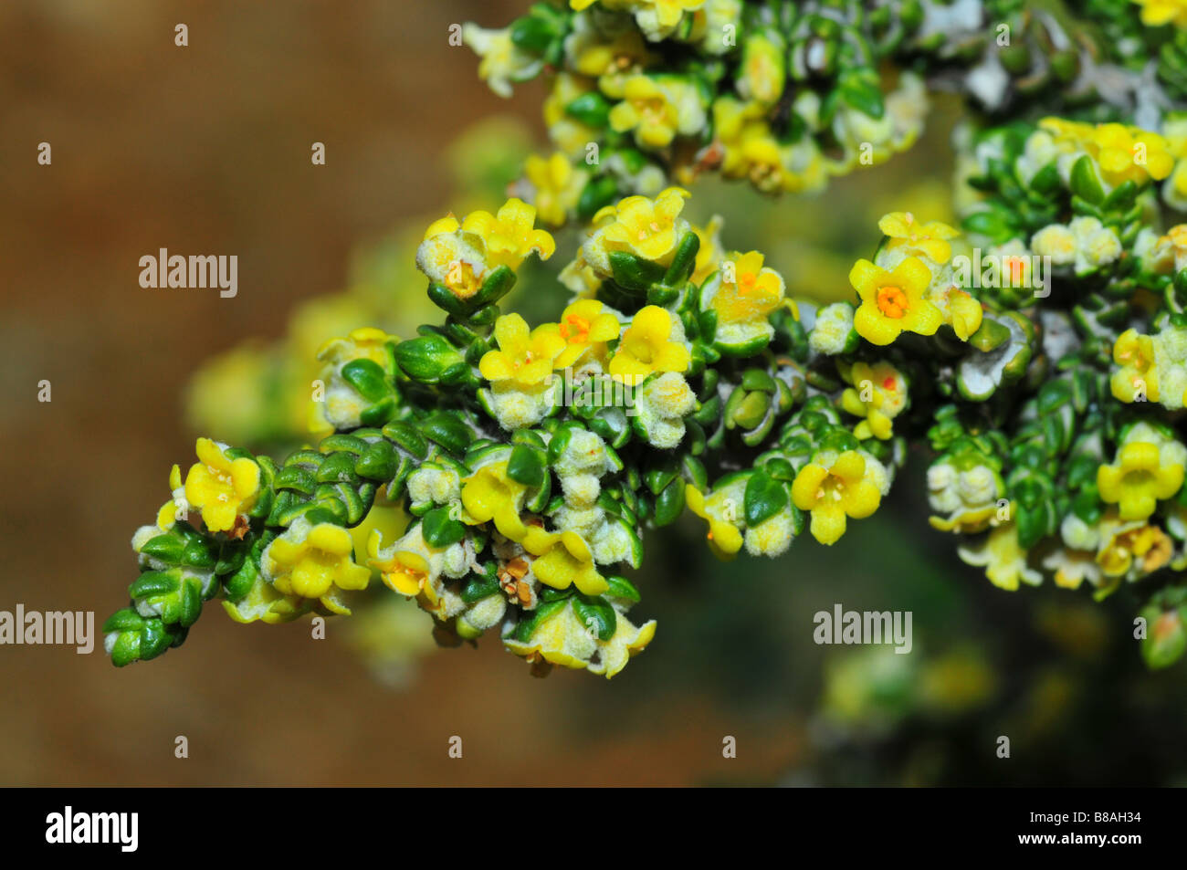image of Greek shrub (Thymelaea hirsuta) Stock Photo