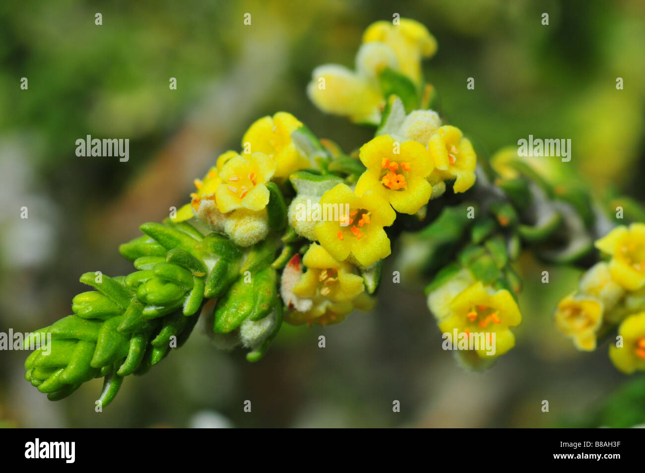 image of greek shrub (Thymelaea hirsuta) Stock Photo