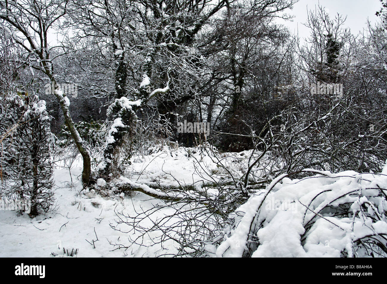 HEAVY SNOWFALL AND STRONG WINDS HAVE SEVERELY DAMAGED THIS CERCIS SILIQUASTRUM Stock Photo