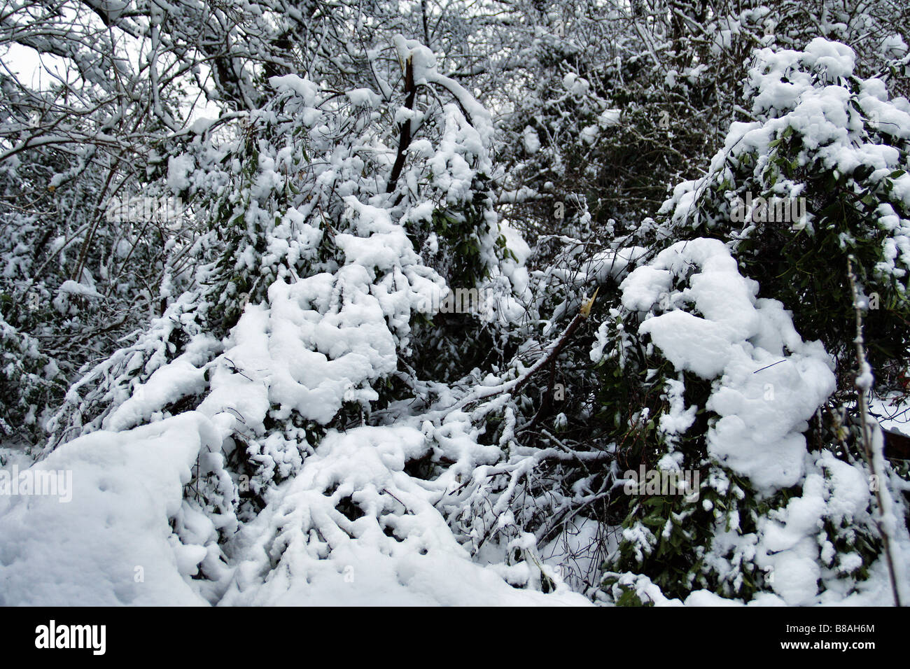 HEAVY SNOWFALL HAS SEVERELY DAMAGED THIS ARBUTUS UNEDO Stock Photo